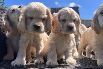 Americky Kokerspaniel-steniatka - 10