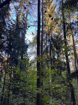 Prodej lesního pozemku v k.ú. Hostice - 10