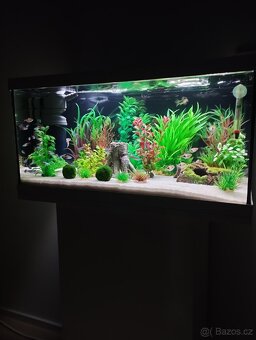 Prodám hromadu akvarijních kytek - 10