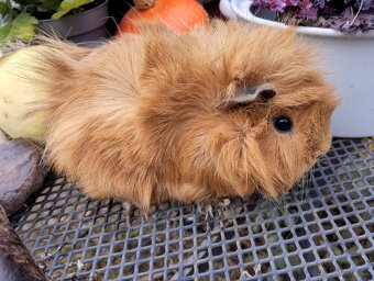 Morčátko holčička - 10