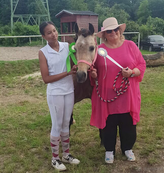 PRODÁM, NEBO PRONAJMU LUXUSNÍ SPORTOVNÍ PONY 147 CM.. - 10