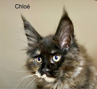 Mainská mývalí s PP - 10