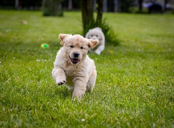 Golden retriever Zlaty retriever šteniatka s pp - 10