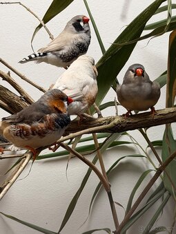 Výstavní zebřičky - 10