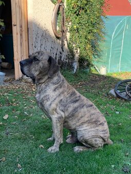 Brazilská fila - 10