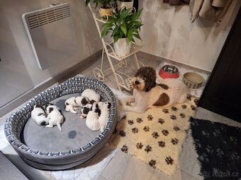 Lagotto romagnolo s PP (italský vodní pes) - 10