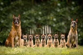 Belgický ovčák Malinois s PP - 10