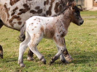 Připouštění Minihorse/minipony - 10