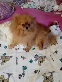 POMERANIAN - 10