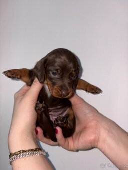 Štěňátka trpasličího jezevčíka bez pp k rezervaci✨ - 10