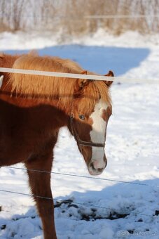 Krásná klisnička WPBR Pony B do sportu - 10