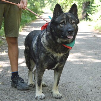 🐾 SIMBAD – energický hrdina s velkým srdcem - 10