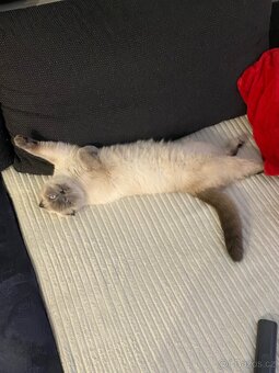 Britští koťátka - 10