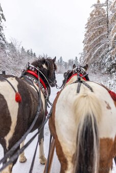 Huculská klisna, hucul, homozygotní Tobiano, pony, malý kůň - 10