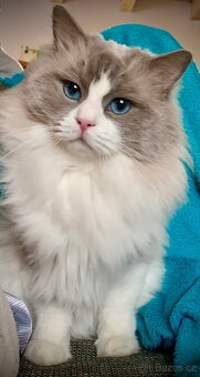 ❤️❤️Nádherná kočička Ragdoll s PP - 10