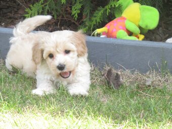 Maltipoo štěňátka - 10