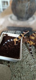 Gekončík noční (Eublepharis macularius) - 10