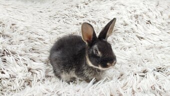 Zakrslý králík, králíček- (REX) DAISY - 10