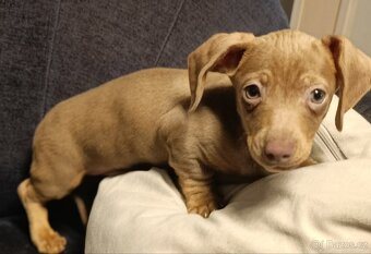 Jezevčík trpasličí pejsek bez PP - 10