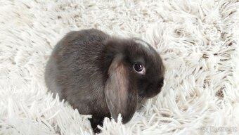 Zakrslý beránek, králíček, králík - DENIS - 10