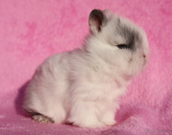 Zakrslý krátkouchý králíček lvíček . - 10