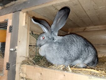 Belgický obr čin - 10