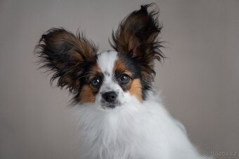 Papillon s rodokmeňom - 10