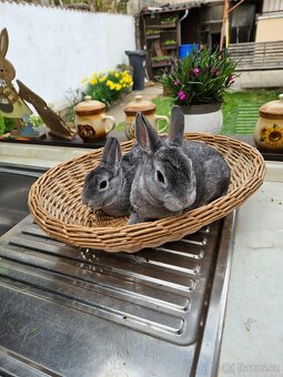 Zakrslý králík - 10