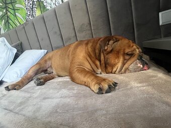 Anglický bulldog s PP na KRYTIE, Buldok, Buldog - 10