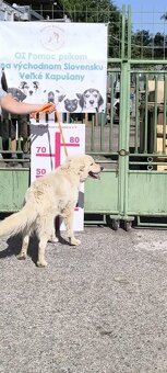 Coraz hledá domov - 10