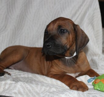 Rhodéský ridgeback - 10