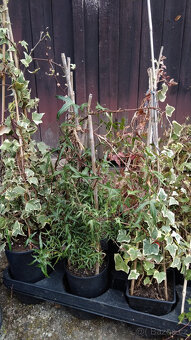 Břečťan (Hedera) - různé druhy - 10