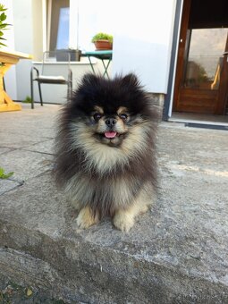 Štěňata Pomeranian s PP POSLEDNÍ 2 MAZLÍCI - 10