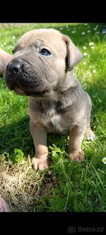 Cane Corso štěňata - 10