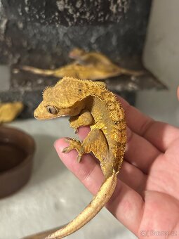 Pagekon řasnatý - 10