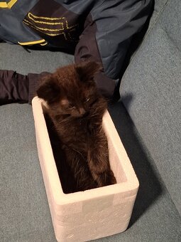 3x Koťata - plemeno z východo-horského Kašmíru a Polabí - 10