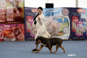 American Bully XL - Exkluzivní spojení šampionů - 10