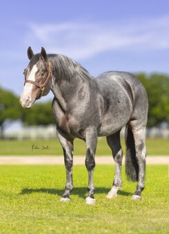 Klisnička QH s TOP cutting původem a skvělou povahou - 10