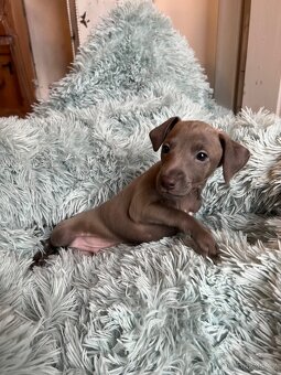 Italský chrtík s PP - 10