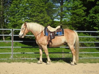 Valášek do rodiny hafling věk 10let výška 150cm - 10