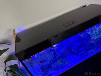 Luxusní vybavené akvárium + ryby - 10