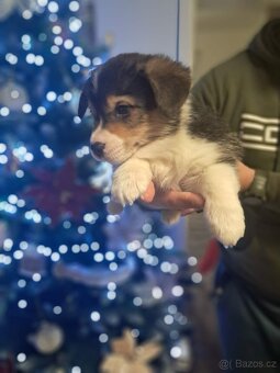 Welsh corgi Pembroke - 10