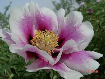 Skalničky,trvalky a cibuloviny,pivoňky,orchideje. - 10