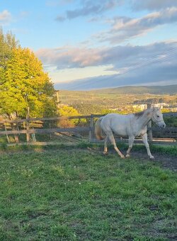 Prodám valacha qh - 10