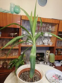 Tlustice symbol bohatství - 10