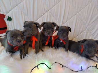 Stafordšírský bulteriér - 10