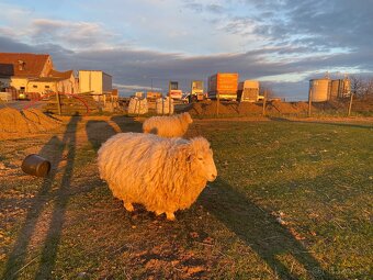 Romney Marsch Kent - 10