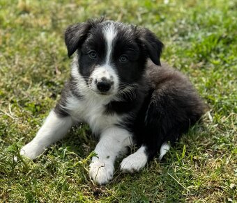 Border Kolie - 10