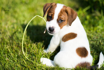 Jack Russell teriér s průkazem původu -PEJSEK - 10
