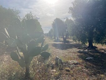 Pozemek u moře 3.600m2 🇮🇹 - 10